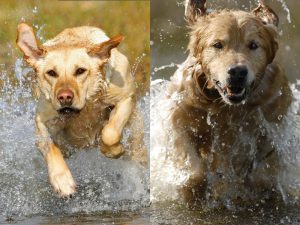 Breed Comparison: Labrador vs Golden Retriever