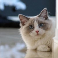 The Unique Traits of the Ragdoll Cat