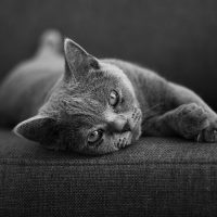 A Guide on How to Care for a British Shorthair