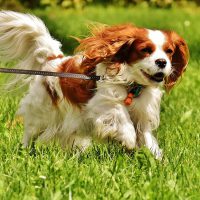7 Fascinating Historical Facts about the Cavalier King Charles Spaniel