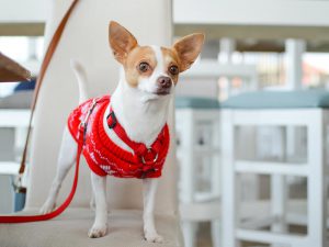 8 Amazing Facts about Chihuahua