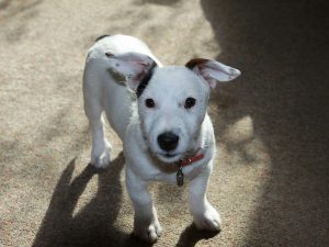 Checklist Before Getting a Jack Russell Puppy