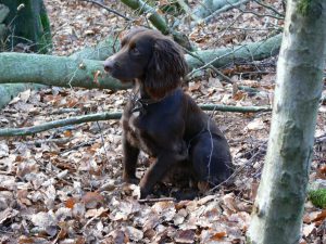 The Positive and Negative Characteristics of a Sprocker Spaniel