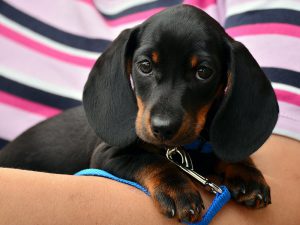 8 Questions To Ask Before Finding A Miniature Dachshund Puppy For Sale