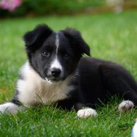 7 Important Things You Need to Know before Getting a Border Collie Puppy