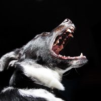 The Controversial Truth behind Debarking a Dog