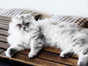 10 Amazing Facts about Persian Cat