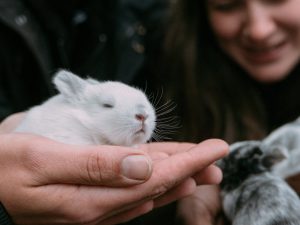 7 Reasons Not to Get a Pet Rabbit