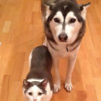 10 Furry Friends Finally Found Their Long Lost Brothers