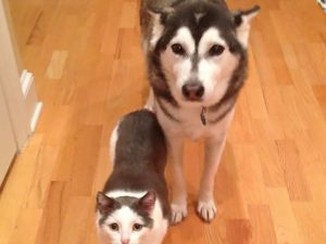 10 Furry Friends Finally Found Their Long Lost Brothers