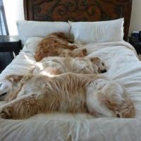 11 Sleeping Dogs That Want to Catch More Zs