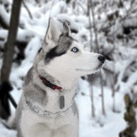 How to Protect Your Dog from Cold Weather Dangers