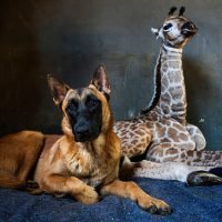 Watchdog Befriends an Orphaned Baby Giraffe