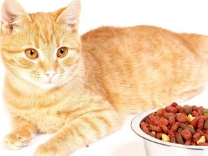 Lack of Appetite in Cats: 5 Common Causes and How to Manage Them