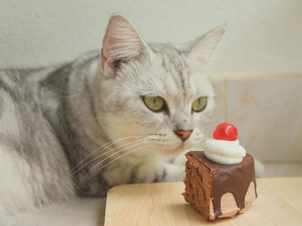 The Real Truth Behind "Chocolate is Poison for Pets" UK Pets Blog