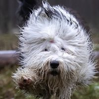 How Much Does an Old English Sheepdog Cost?