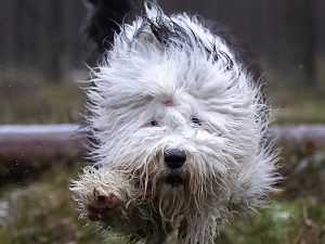 How Much Does an Old English Sheepdog Cost?