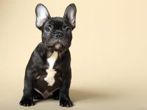 How much Are French Bulldog?