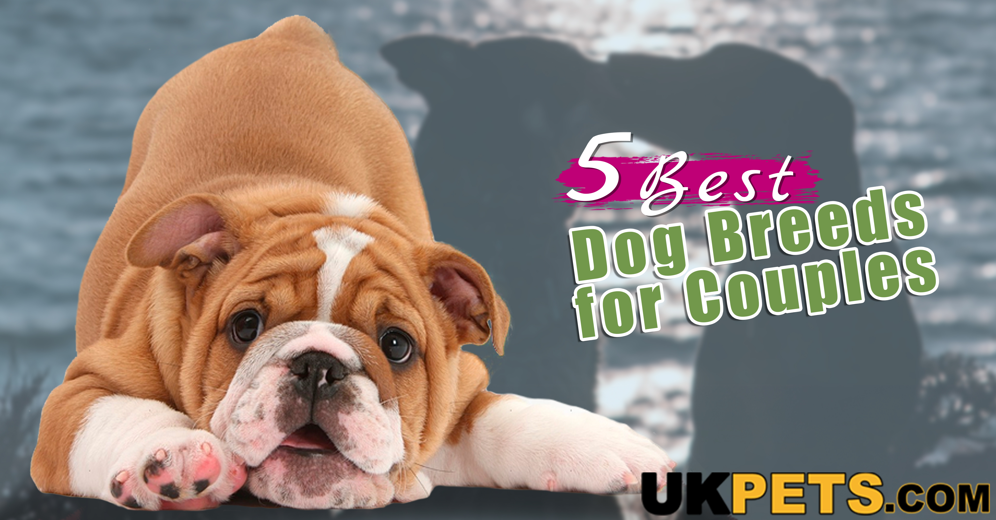 What Are the 5 Best Dog Breeds for Busy Couples | UK Pets