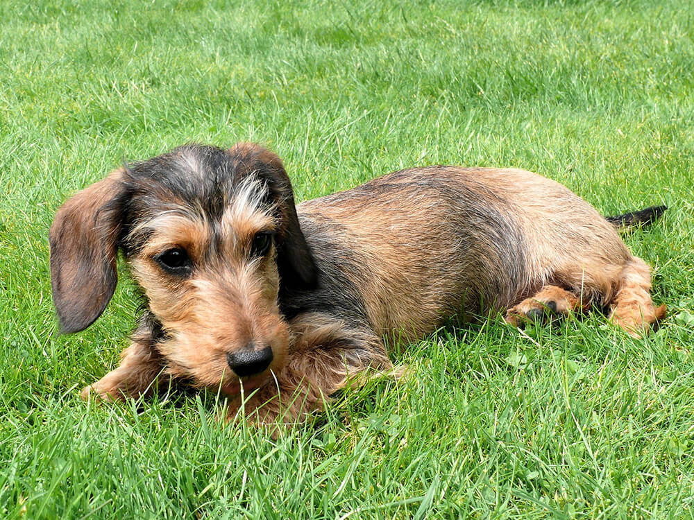 How Much Does a Miniature Dachshund CostBuying GuideUKPets
