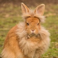 Lionhead Rabbit Breed Information