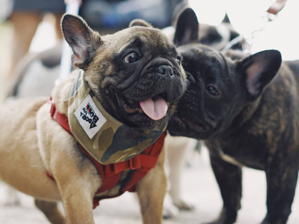 12 MindBlowing French Bulldog Facts and Stories UK Pets
