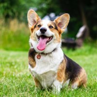 What You Need to Know about Cataracts in Dogs