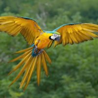 Macaw Breed Information