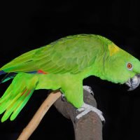 Amazon Parrot Bird Breed Information