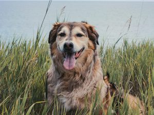 What You Need to Know About Hip Dysplasia in Dogs