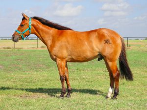 American Quarter Horse  Breed Information
