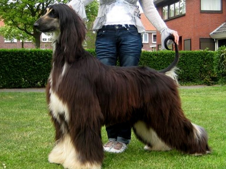 The Top 12 Most Expensive Dog Breeds (2021) UK Pets