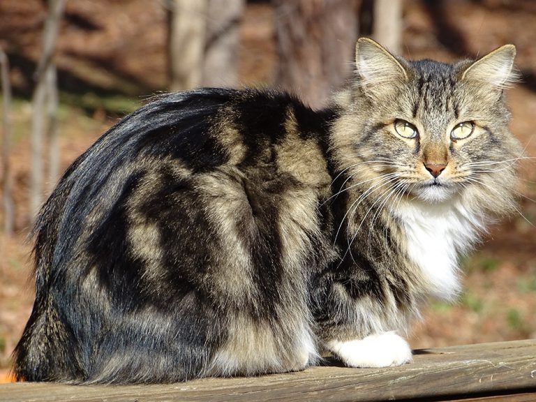 12 Impressive Domestic Big Cat Breeds UK Pets