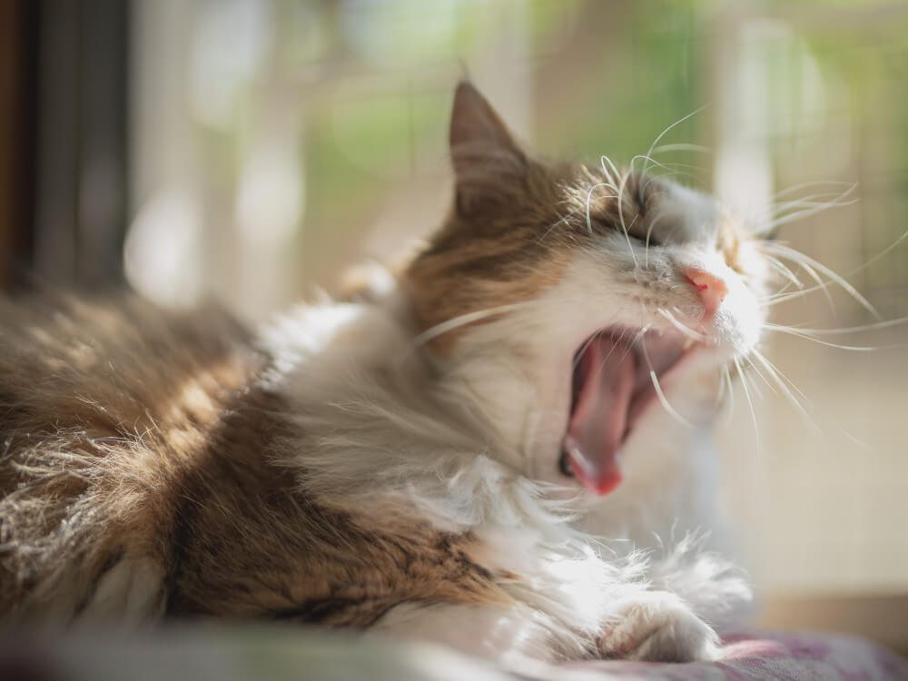 Why Do Cats Sleep So Much & How Much Is Too Much? UK Pets