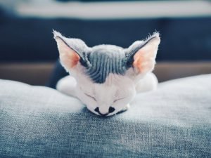 Why Do Cats Sleep So Much, And How Much Is Too Much?
