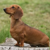 12 Most Expensive Dog Breeds In the World (2023)