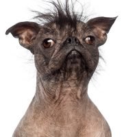 What Is the Ugliest Breed of Dog? Top 10 Ugliest Dogs