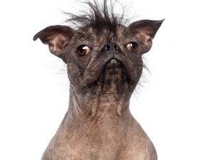 What Is the Ugliest Breed of Dog? Top 10 Ugliest Dogs