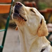 Dog Howling: Why Do Dogs Howl and How Do You Stop It?