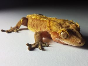 Getting a Crested Gecko as a Pet