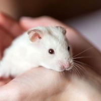 Hamster Emotions: Can Hamsters Feel your Affection?