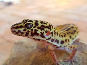 Getting Leopard Geckos as Pets