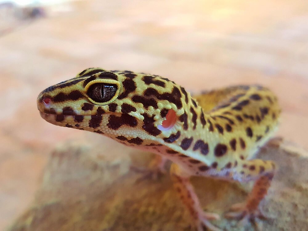 leopard gecko 7.