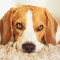 5 Most Common Beagle Health Issues