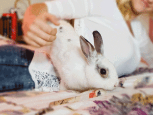 Decoding Rabbit Behaviour: What Your Rabbit Is Saying