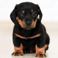 3 Things Every Doberman Pinscher Puppy Owner Should Know