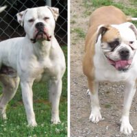American Bully vs American Bulldog - Which Is a Better Breed?