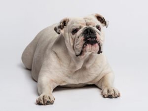 Are English Bulldog Good Pets?