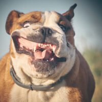 Are English Bulldog Dangerous?