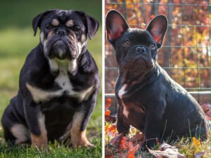 English Bulldog vs French Bulldog: Which One Is for You?